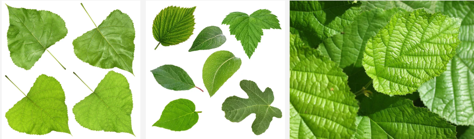 Mulberry Leaf Extract Powder.png